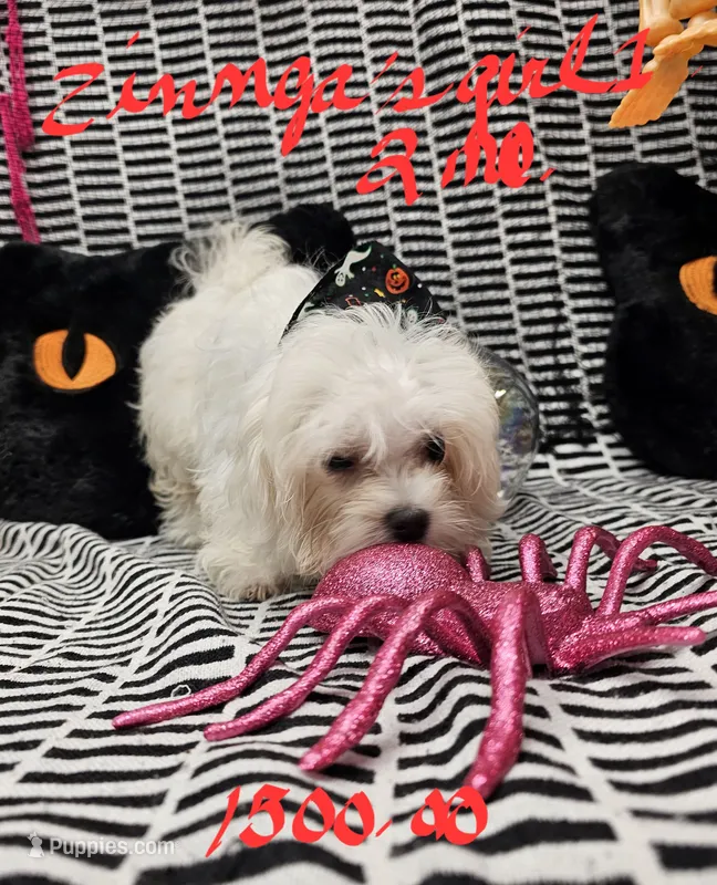 Zinnga girl 1 – Maltese puppy for sale in Sallisaw, OK