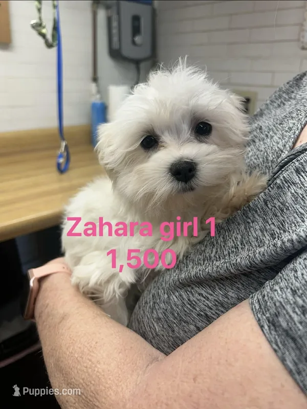 Zahara girl 1 – Maltese puppy for sale in Sallisaw, OK