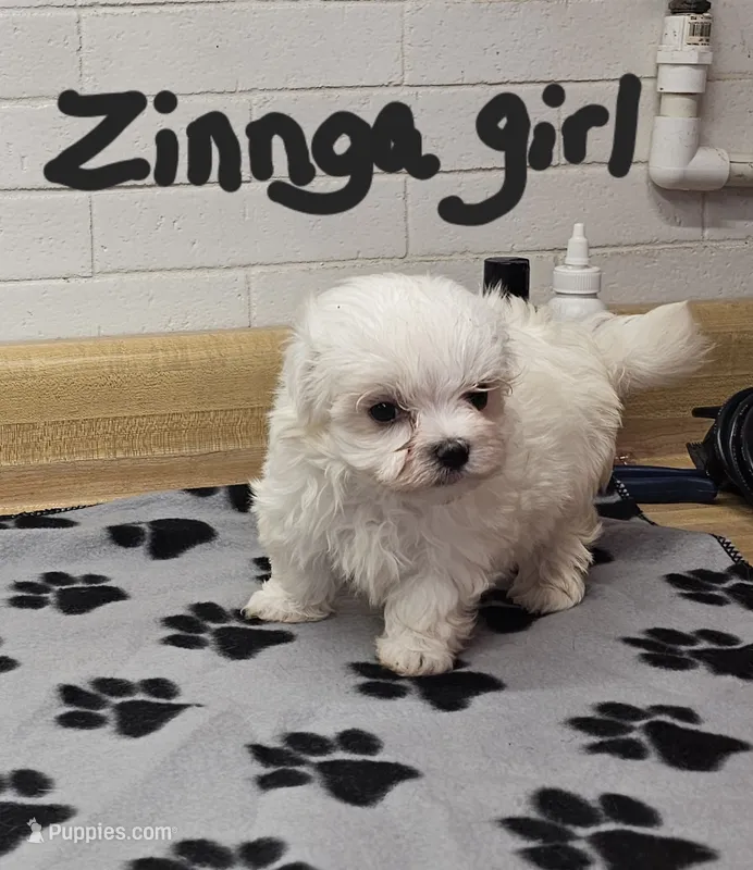Zinnga girl 2 – Maltese puppy for sale in Sallisaw, OK