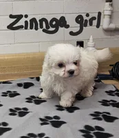 Zinnga girl 2, a female Maltese for sale in Sallisaw, OK – 1 of 1