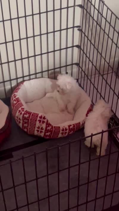 Zircon girl 1, a female Maltese for sale in Sallisaw, OK – 2 of 2