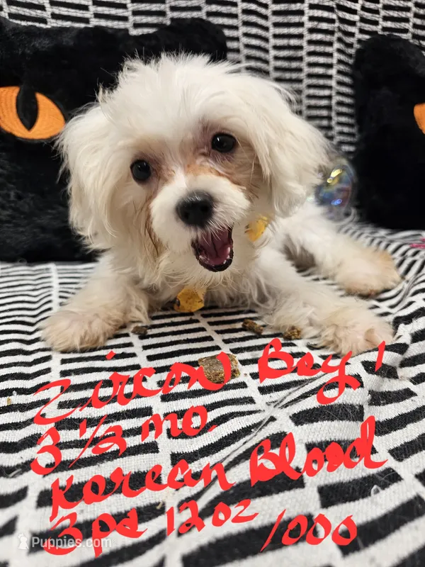 Zircon boy 1 – Maltese puppy for sale in Sallisaw, OK