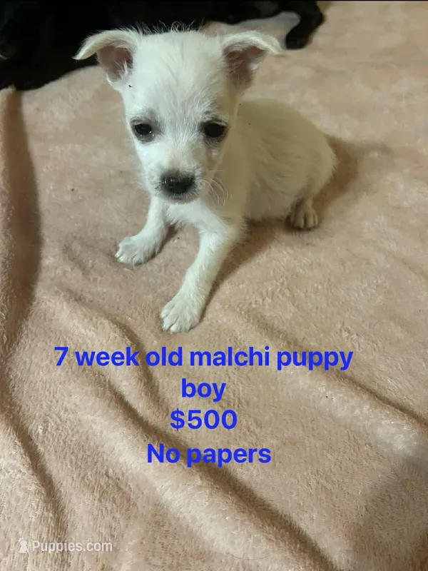 Malchi boy  – Chihuahua, Maltese puppy for sale in Sallisaw, OK