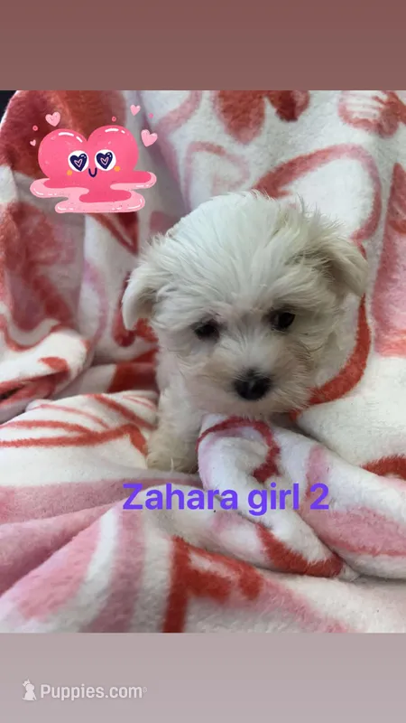 Zahara girl 2