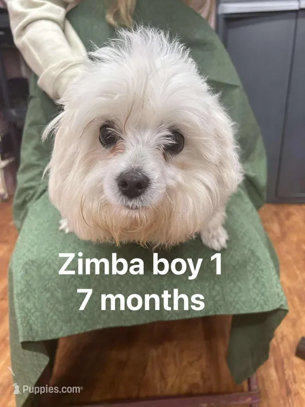 Zimba boy 1