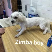 Zimba boy 1, a male Maltese for sale in Sallisaw, OK – 1 of 1