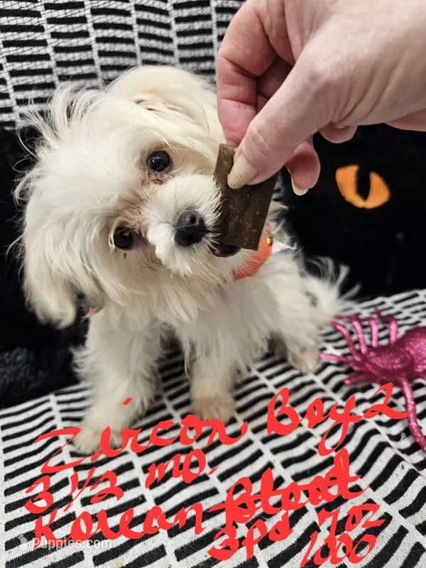 Zircon boy 2 – Maltese puppy for sale in Sallisaw, OK