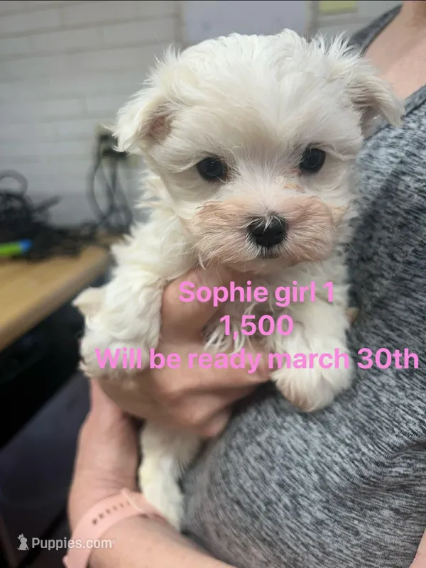 Sophie girl 1 – Maltese puppy for sale in Sallisaw, OK
