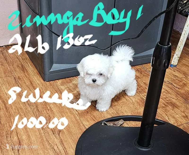 Zinnga boy 1 – Maltese puppy for sale in Sallisaw, OK