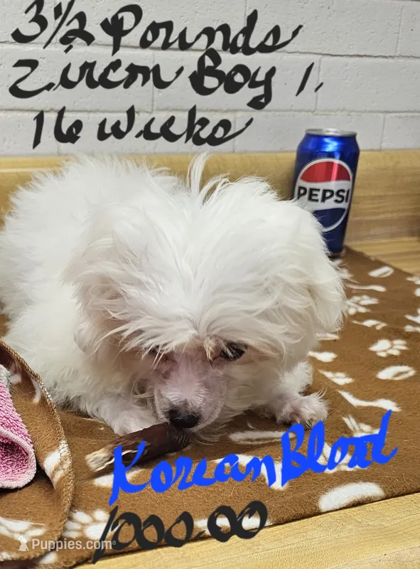 Zircon boy 1 – Maltese puppy for sale in Sallisaw, OK