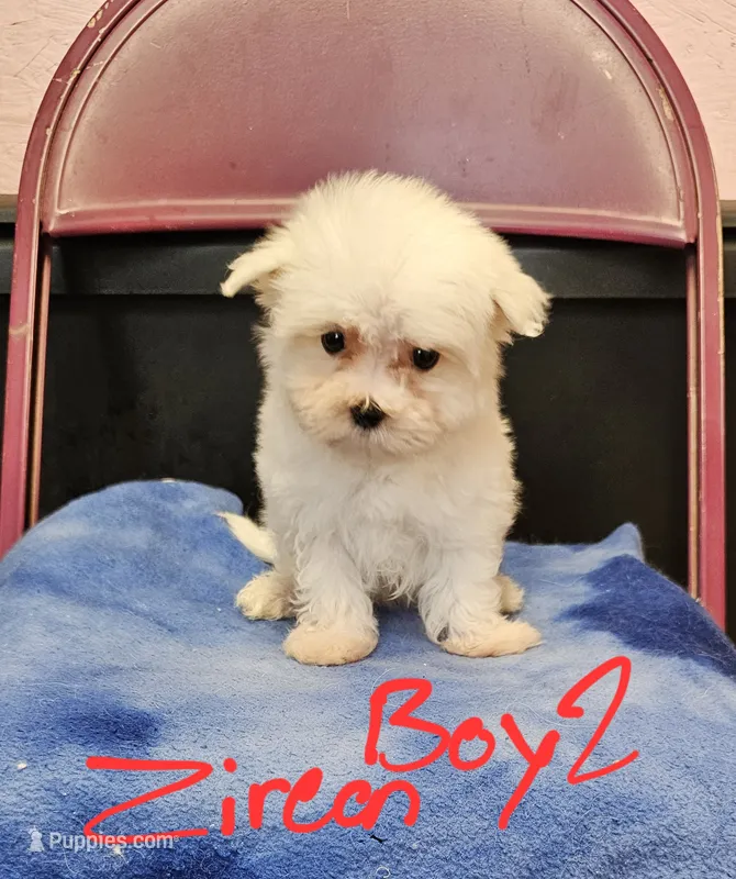 Zircon boy 2 – Maltese puppy for sale in Sallisaw, OK