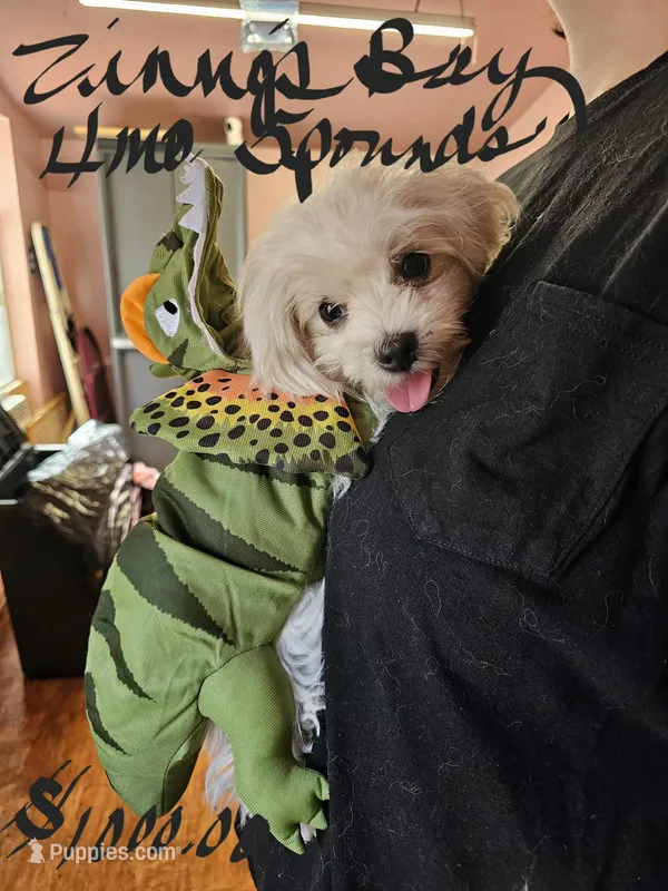 zinnga boy 2  – Maltese puppy for sale in Sallisaw, OK