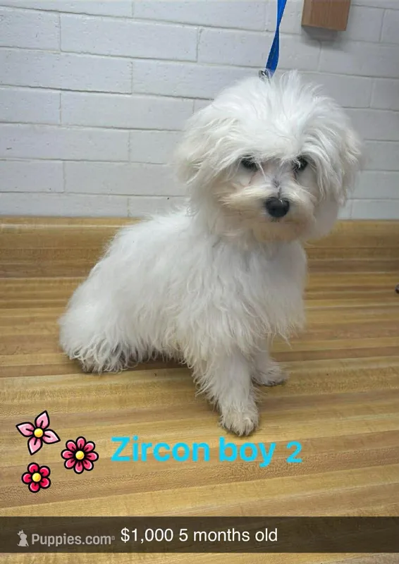 Zircon boy 2
