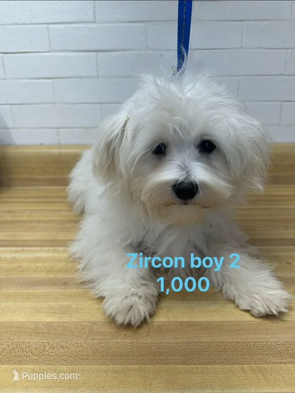 Zircon boy 2 – Maltese puppy for sale in Sallisaw, OK