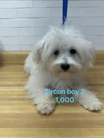 Zircon boy 2, a male Maltese for sale in Sallisaw, OK – 1 of 1