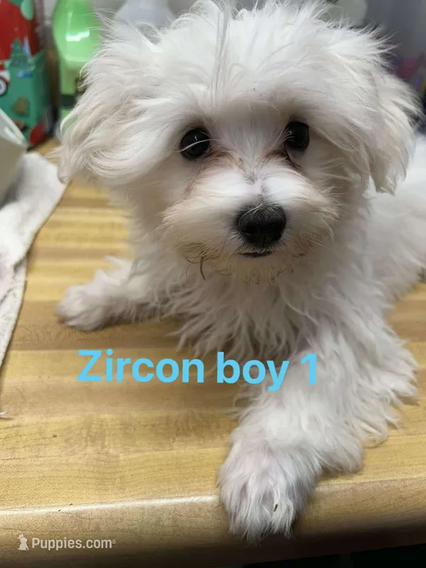 Zircon boy 1