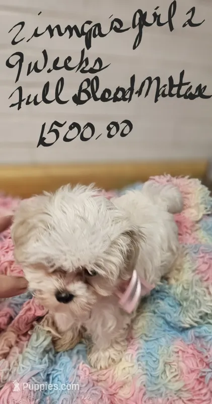 Zinnga girl 2 – Maltese puppy for sale in Sallisaw, OK