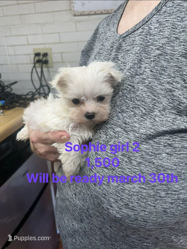 Sophie girl 2  – Maltese puppy for sale in Sallisaw, OK