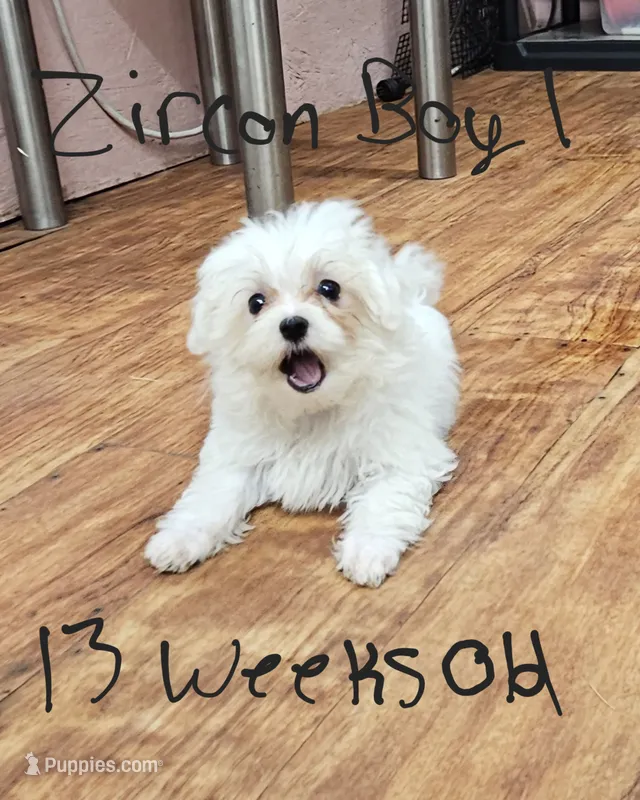 Zircon boy 1 – Maltese puppy for sale in Sallisaw, OK