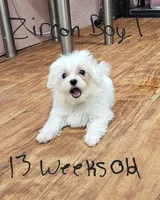 Zircon boy 1, a male Maltese for sale in Sallisaw, OK – 1 of 1