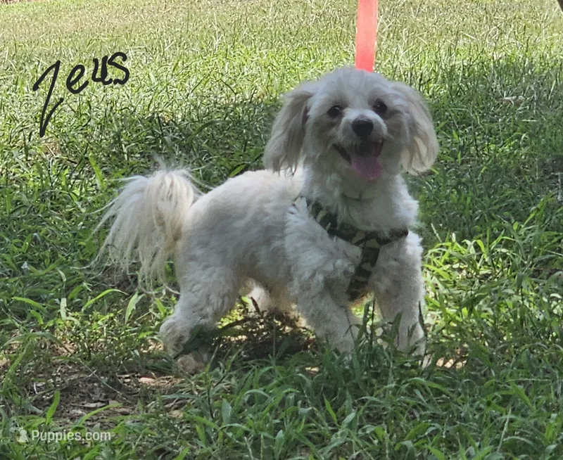 Zircon boy 2 – Maltese puppy for sale in Sallisaw, OK