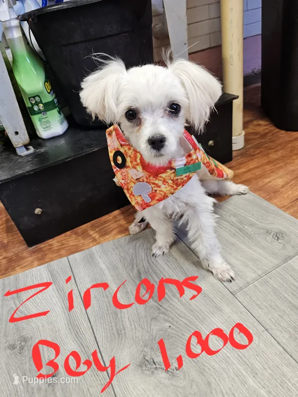 Zircon boy 1 – Maltese puppy for sale in Sallisaw, OK