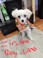 Zircon boy 1, a male Maltese for sale in Sallisaw, OK – 1 of 1