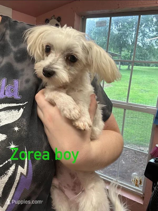 Zorea boy – Maltese puppy for sale in Sallisaw, OK