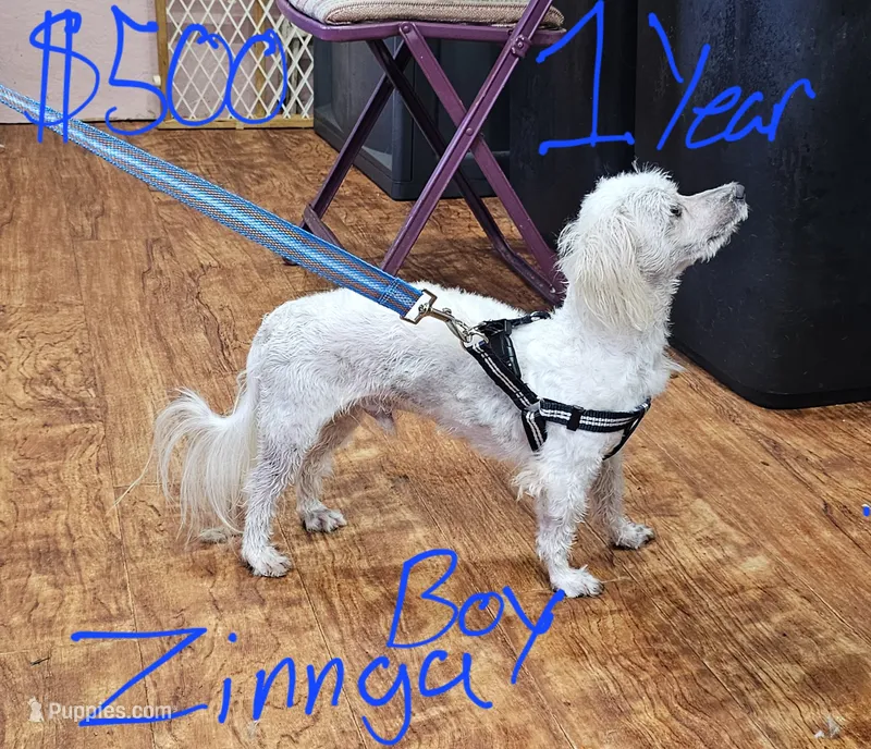 Zinnga boy – Maltese puppy for sale in Sallisaw, OK