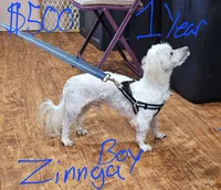 Zinnga boy, a male Maltese for sale in Sallisaw, OK – 1 of 1