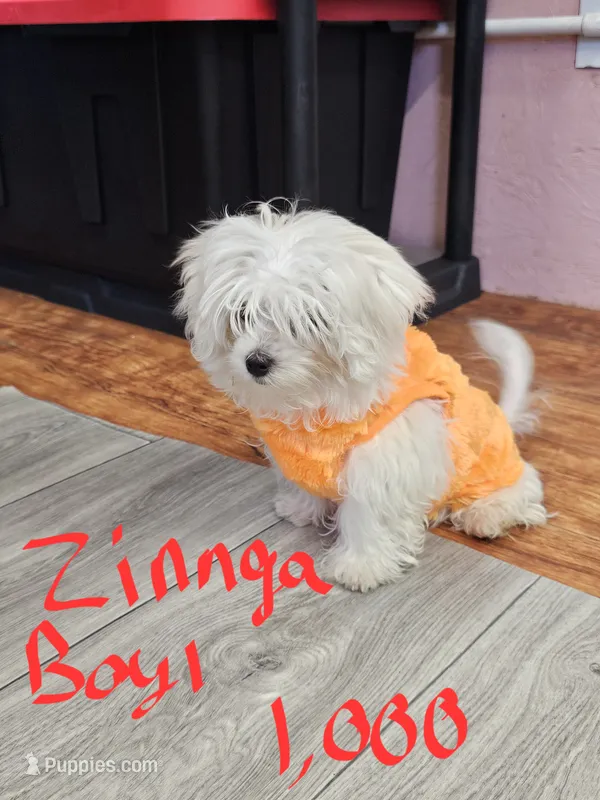 zinnga boy 1 – Maltese puppy for sale in Sallisaw, OK