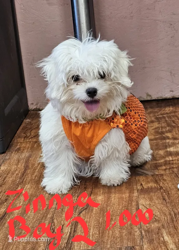 zinnga boy 2  – Maltese puppy for sale in Sallisaw, OK