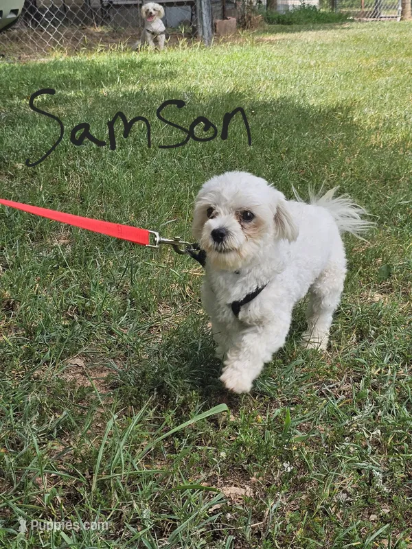 Samson – Maltese puppy for sale in Sallisaw, OK
