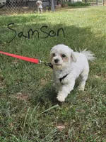 Samson, a male Maltese for sale in Sallisaw, OK – 1 of 1