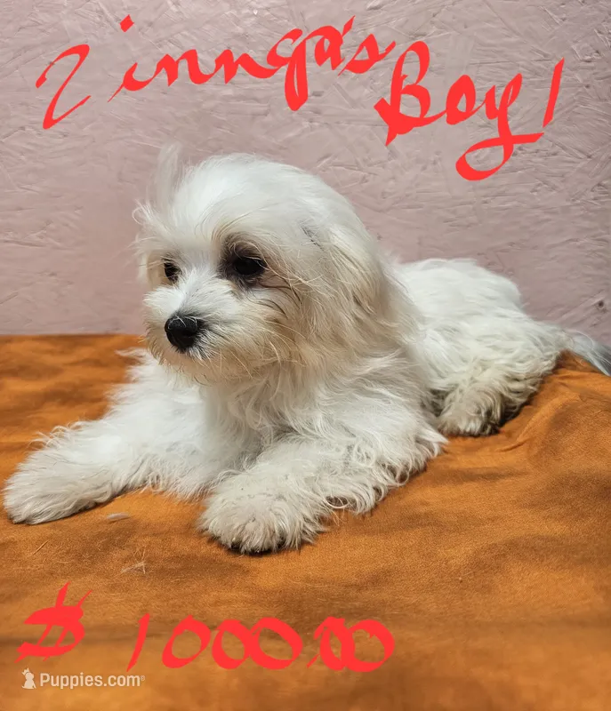 zinnga boy 1 – Maltese puppy for sale in Sallisaw, OK