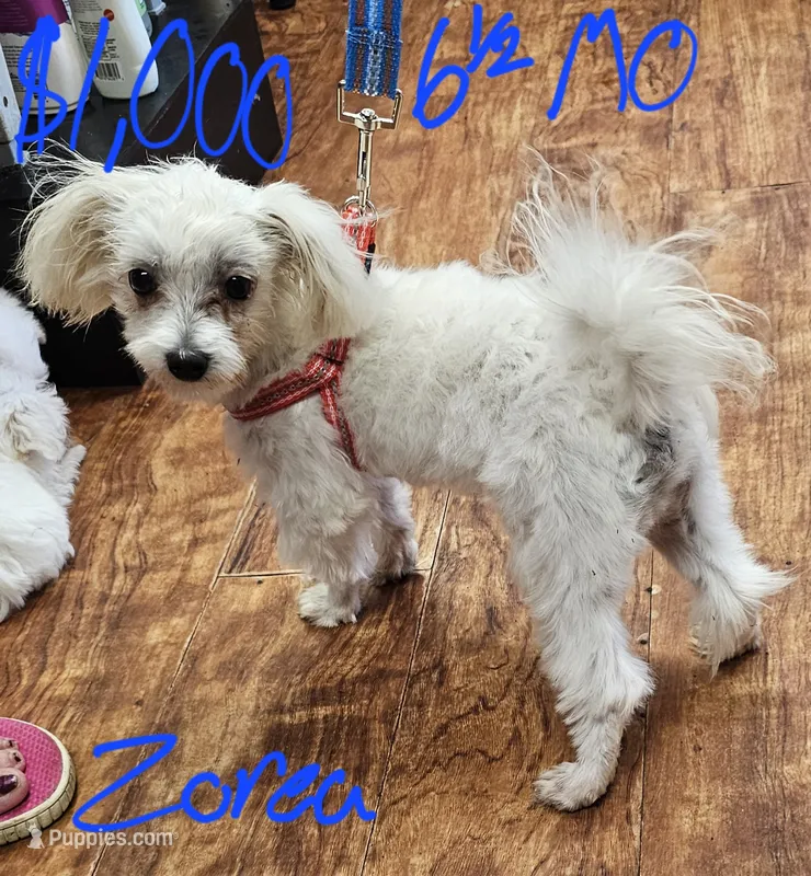 Zorea boy – Maltese puppy for sale in Sallisaw, OK