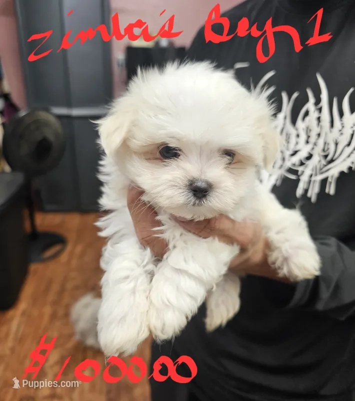 Zimba boy 1 – Maltese puppy for sale in Sallisaw, OK