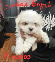 Zimba boy 1, a male Maltese for sale in Sallisaw, OK – 1 of 1