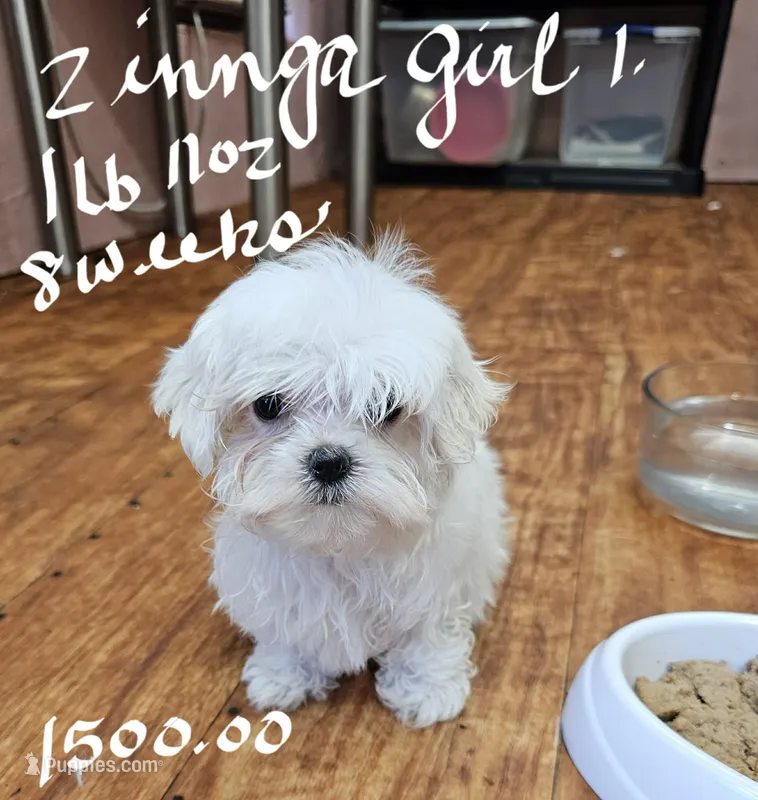 Zinnga girl 1 – Maltese puppy for sale in Sallisaw, OK