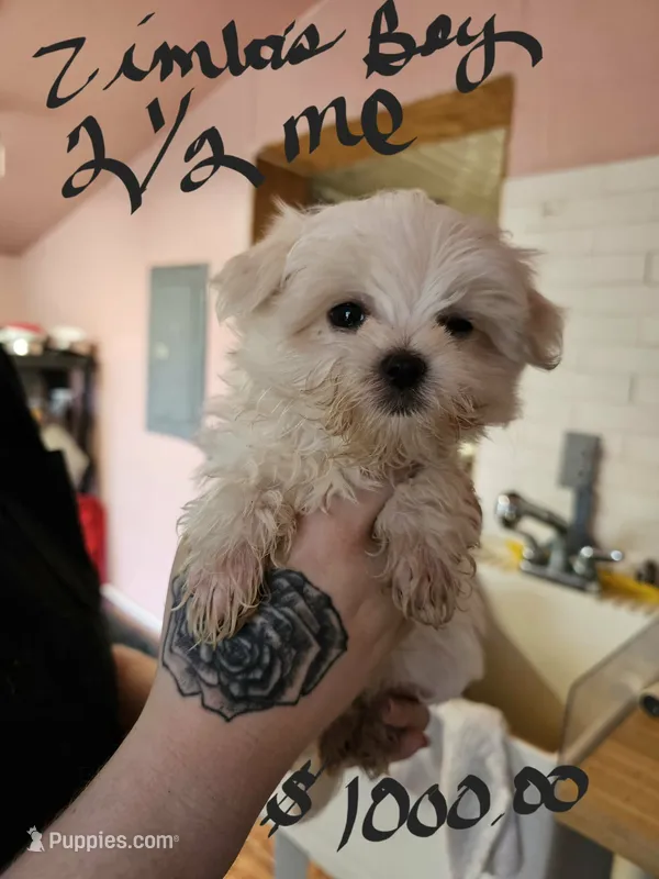 Zimba boy 2 – Maltese puppy for sale in Sallisaw, OK