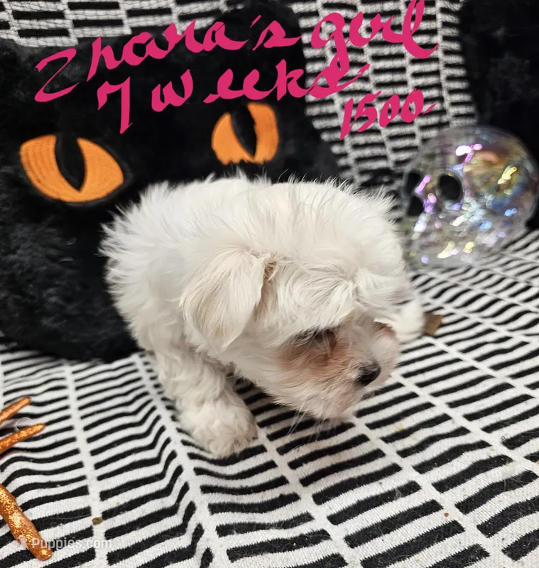Zahara Girl – Maltese puppy for sale in Sallisaw, OK