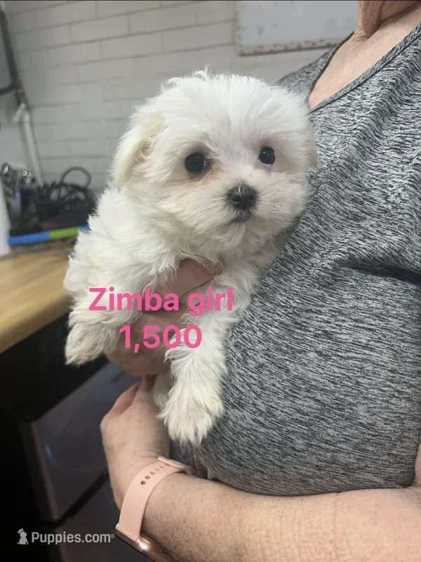 Zimba girl – Maltese puppy for sale in Sallisaw, OK