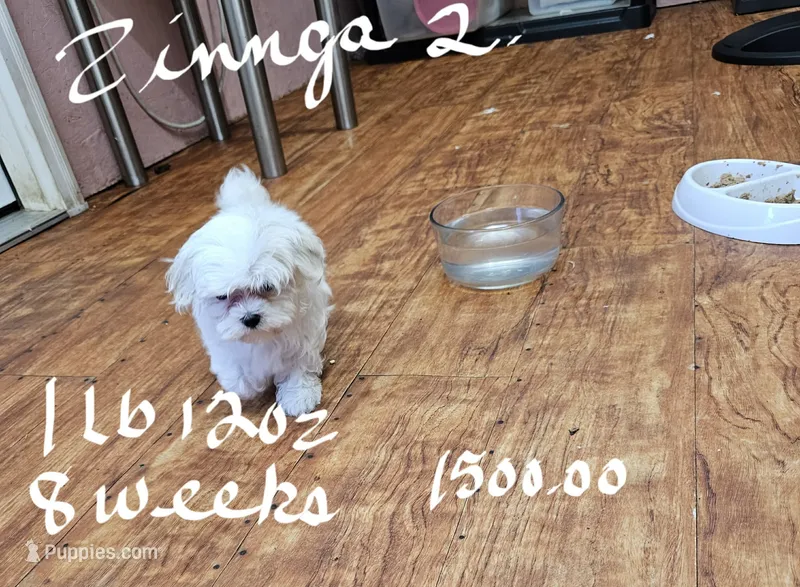 Zinnga girl 2 – Maltese puppy for sale in Sallisaw, OK