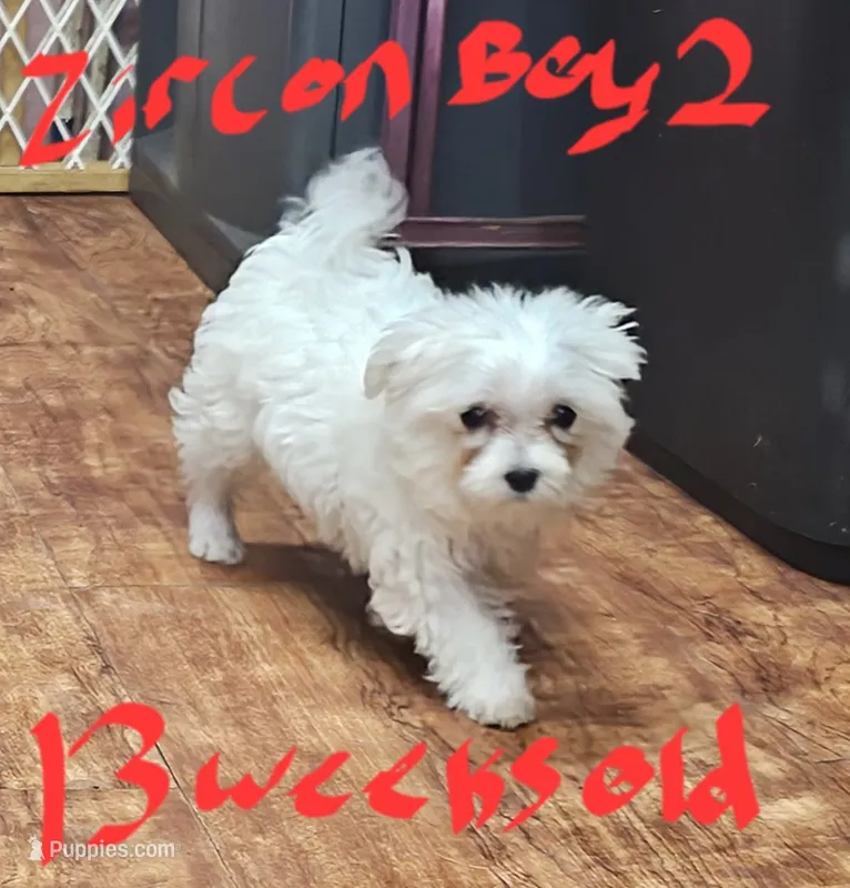 Zircon boy 2 – Maltese puppy for sale in Sallisaw, OK
