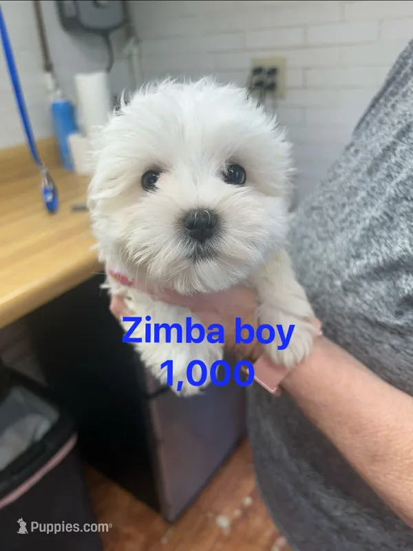 Zimba boy  – Maltese puppy for sale in Sallisaw, OK