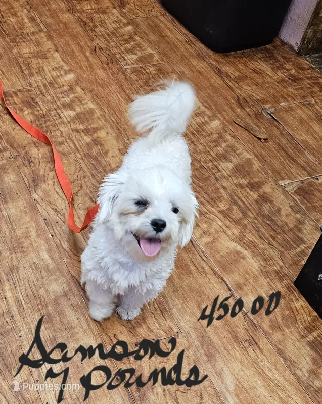 Samson – Maltese puppy for sale in Sallisaw, OK