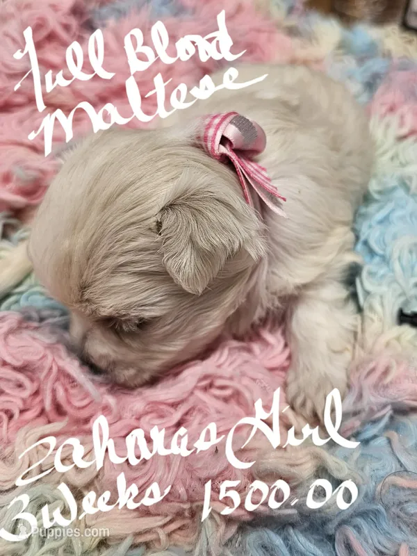 Zahara Girl  – Maltese puppy for sale in Sallisaw, OK