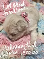Zahara Girl , a female Maltese for sale in Sallisaw, OK – 1 of 1
