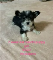 Malchi girl, a female Chihuahua and Maltese for sale in Sallisaw, OK – 1 of 1