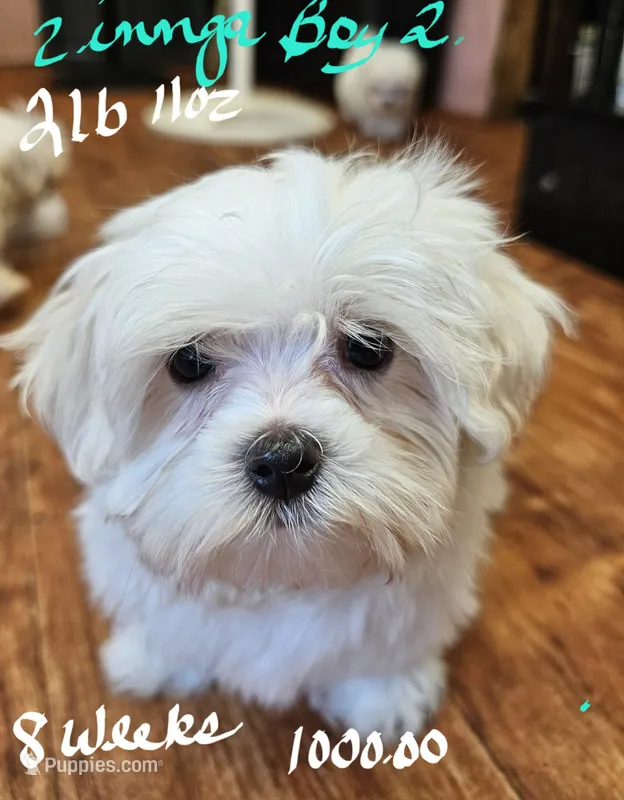 Zinnga boy 2 – Maltese puppy for sale in Sallisaw, OK